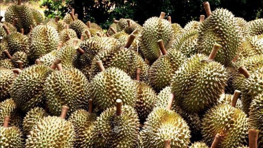 Over 255 tonnes of durian exported via Lao Cai border gates in early 2024